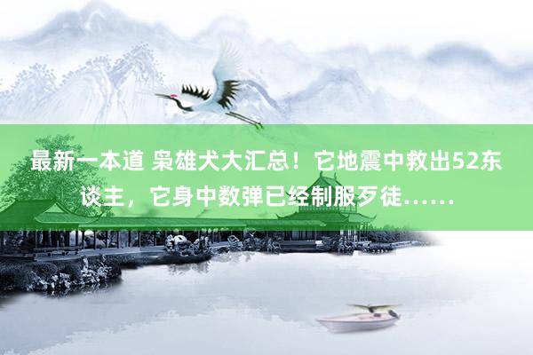 最新一本道 枭雄犬大汇总！它地震中救出52东谈主，它身中数弹已经制服歹徒……